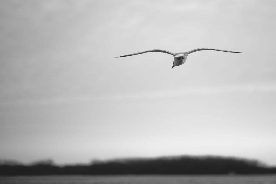 Toronto Engagement Photo : seagull