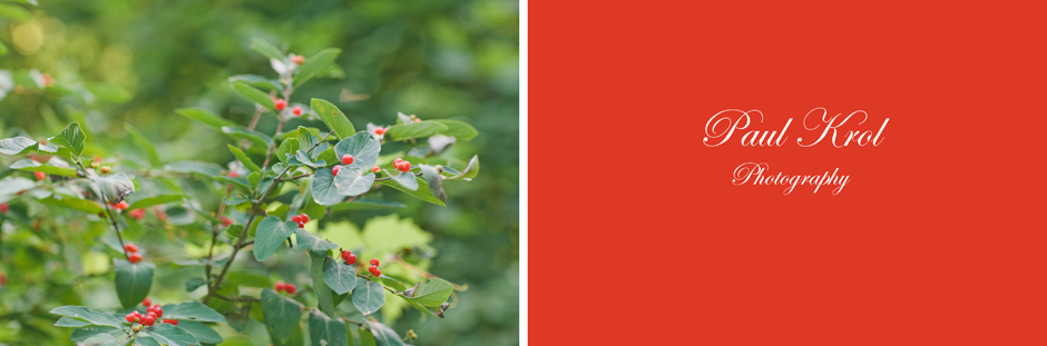 photo of plants in High Park
