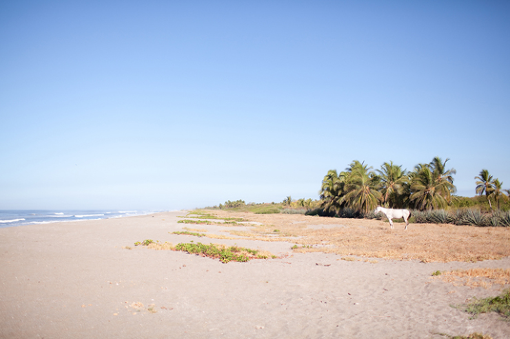 Toronto photographer : pony near Surfing Turtle Lodge in Nicaragua