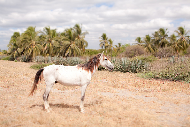 Toronto Photographer : a pony in Nicaragua on the beach