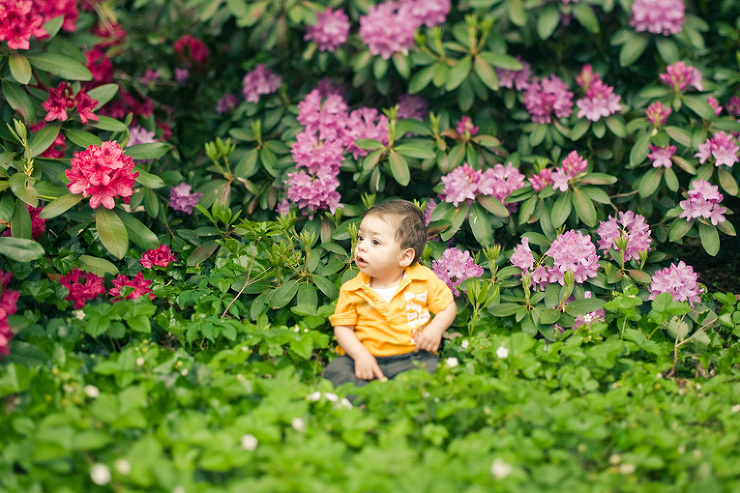 Toronto Family Photography : little boy sitting by plants in Alexander Muir Park