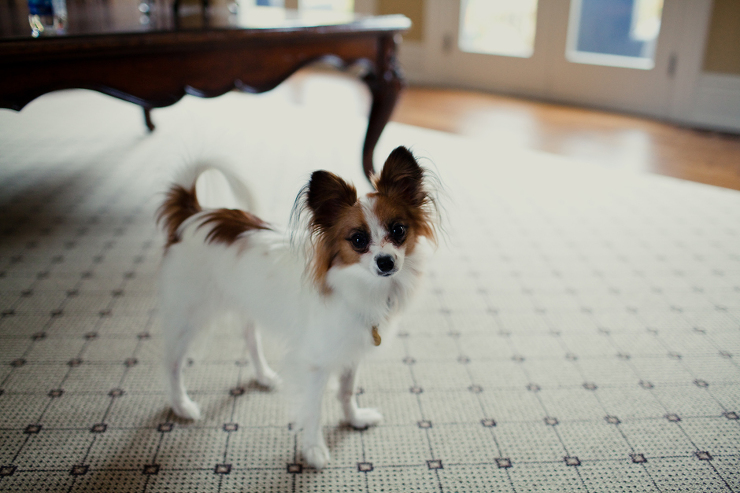 Toronto wedding photographer : small dog