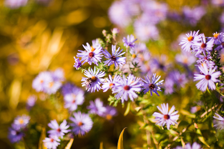 Toronto Family Photographer : flowers in Edwards Gardens