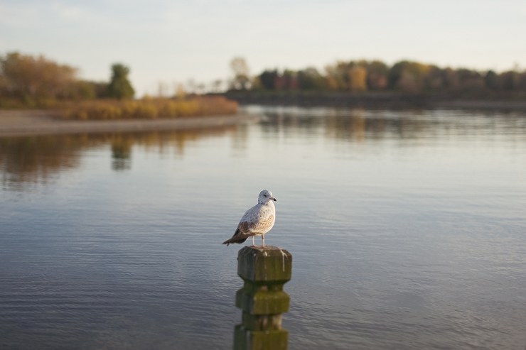 Toronto Family Photographer : seagull