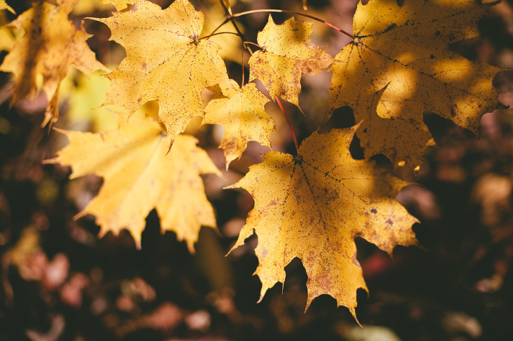 Toronto Engagement Photographer - light on leaves