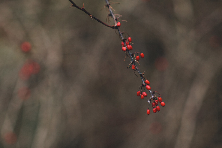 red berries in Edwards Gardens