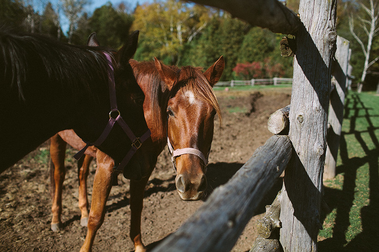 Horses