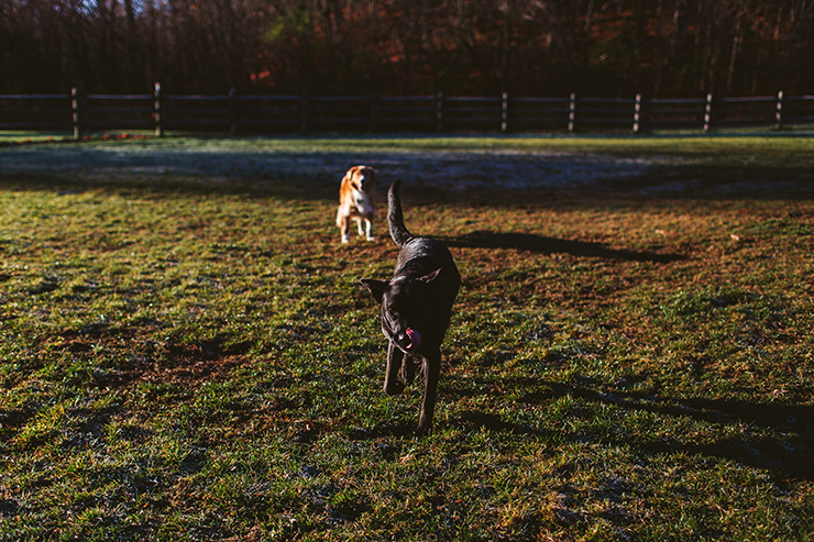 Dogs at Earl Bales park in Toronto