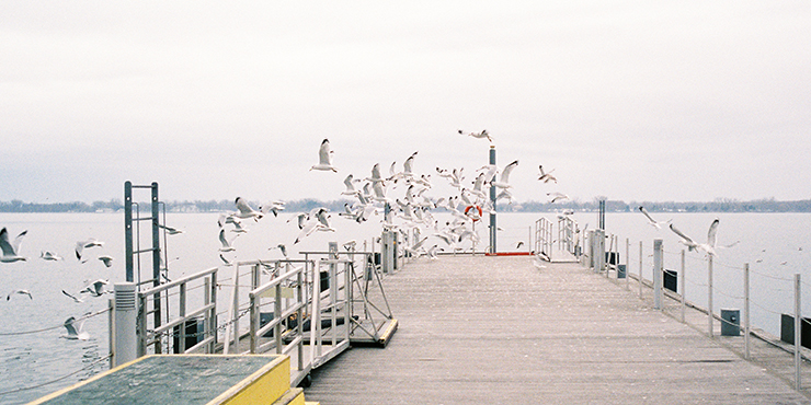 Seagulls on Lake Ontario