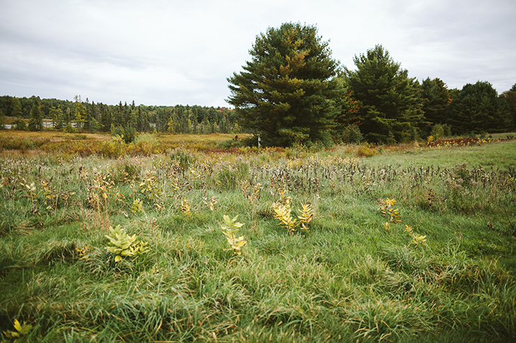 brooklands-wedding-photography-in-bracebridge-ontario