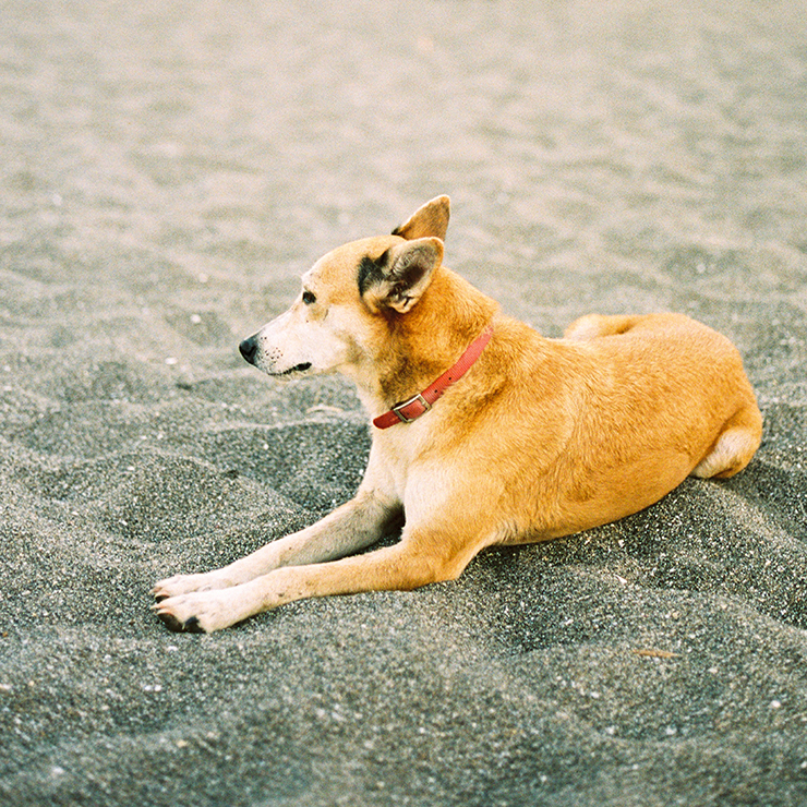 Dog on beach at Surfing Turtle Lodge
