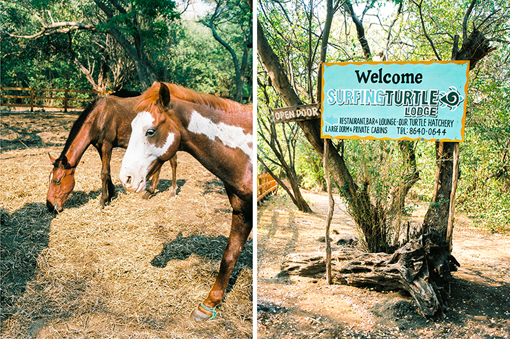 Welcome to Surfing Turtle Lodge in Nicaragua and horses
