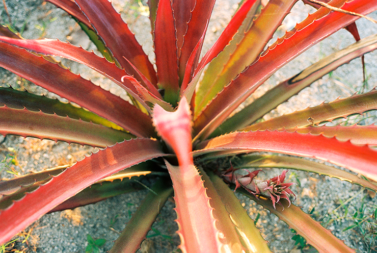 Red Aloe Vera in Huatulco, Mexico Contax G2 The Find Lab Portra 160 film