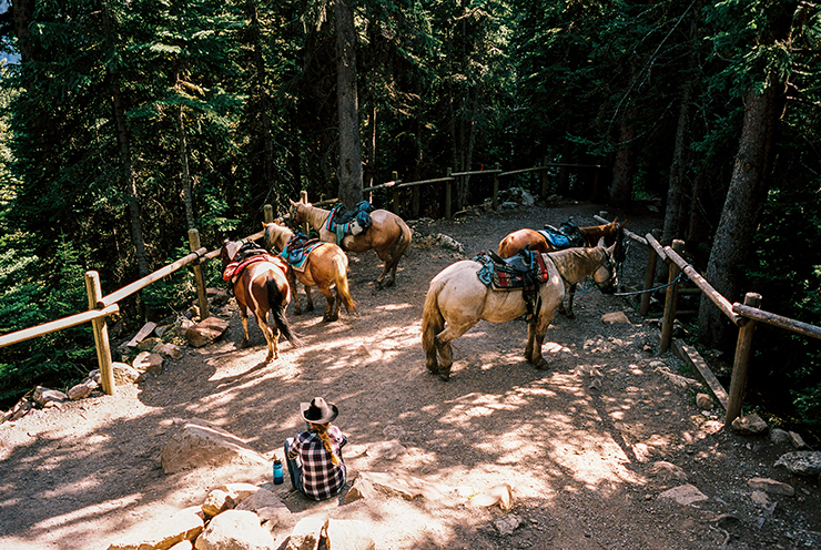 Horses near Lake Agnes in Banff Contax G2 Portra 160 The Find Lab